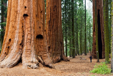 california-sequoia-national-park